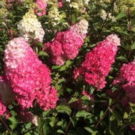 Гортензия метельчатая Hydrangea paniculata Fraise Melba